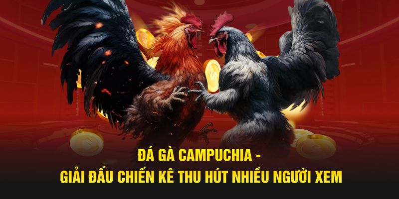 Đá Gà Campuchia - Giải Đấu Chiến Kê Thu Hút Nhiều Người Xem