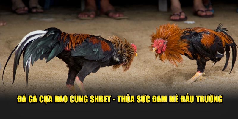 Đá Gà Cựa Dao Cùng SHBET - Thỏa Sức Đam Mê Đấu Trường