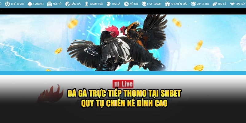 Đá Gà Trực Tiếp Thomo Tại SHBET - Quy Tụ Chiến Kê Đỉnh Cao