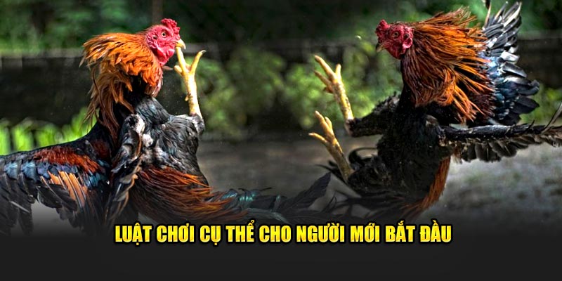 Luật chơi cụ thể cho người mới bắt đầu