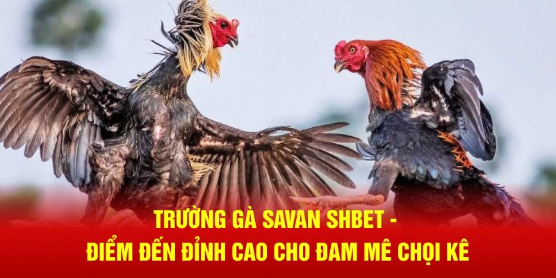 Trường Gà Savan SHBET - Điểm Đến Đỉnh Cao Cho Đam Mê Chọi Kê